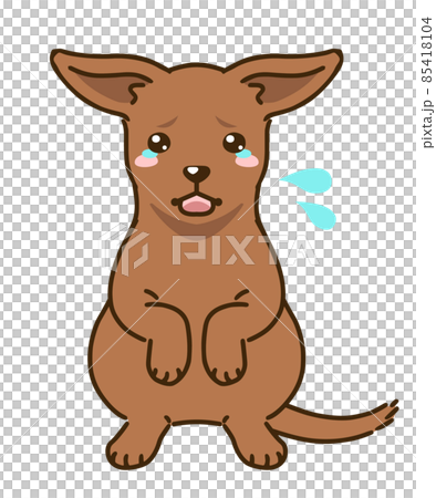Frightened Miniature Pinscher (Red) Frightened Miniature Pinscher (Red) 85418104