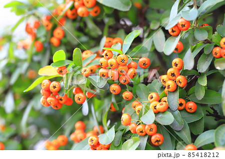 オレンジ色のピラカンサス（ピラカンサ）の実　 85418212