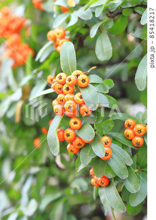 オレンジ色のピラカンサス（ピラカンサ）の実　 85418217