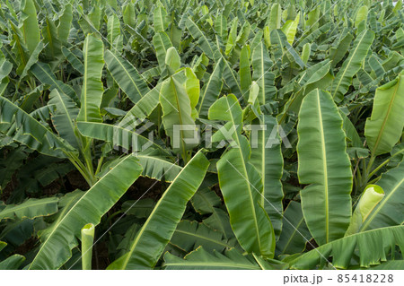 Aerial view of banana trees growing at field 85418228