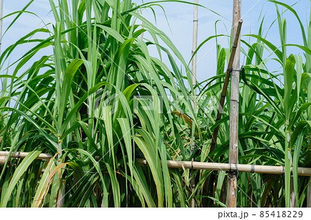 Sugarcane plants growing under sky Sugarcane plants growing under sky 85418229