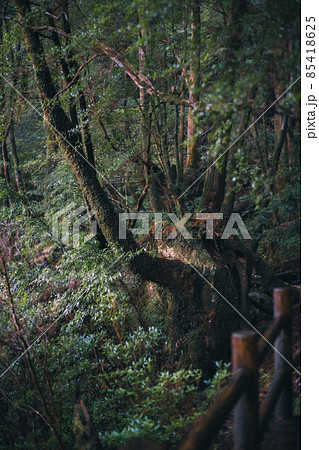 冬の屋久島の景色(もののけの森)~九州の世界自然遺産~ 85418625