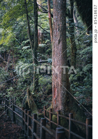 冬の屋久島の景色(もののけの森)~九州の世界自然遺産~ 冬の屋久島の景色(もののけの森)~九州の世界自然遺産~ 85418637