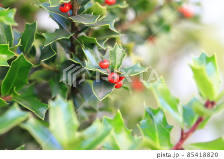 西洋柊(セイヨウヒイラギ)の赤い実 西洋柊(セイヨウヒイラギ)の赤い実 85418820