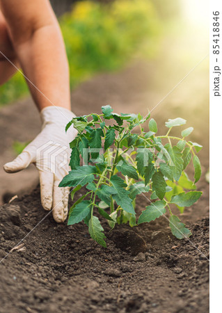 Woman hands in gloves Planting tomato sprouts in the ground 85418846