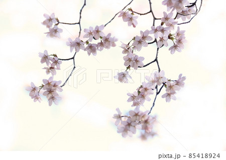 サクラ サクラ 85418924