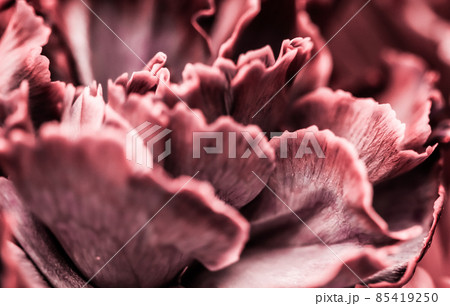 Retro art, vintage card and botanical concept - Abstract floral background, pink carnation flower. Macro flowers backdrop for holiday brand design 85419250