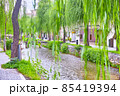 京都市東山区の白川に掛かる一本橋と柳の葉の景観 85419394