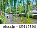 京都市東山区の白川に掛かる一本橋と柳の葉の景観 85419398