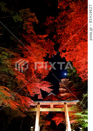 日吉大社 紅葉ライトアップと月 日吉大社 紅葉ライトアップと月 85419627