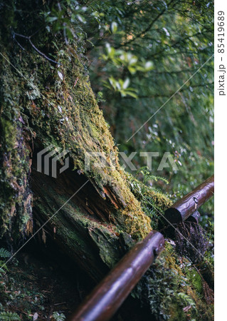 冬の屋久島の景色(もののけの森)~九州の世界自然遺産~ 冬の屋久島の景色(もののけの森)~九州の世界自然遺産~ 85419689
