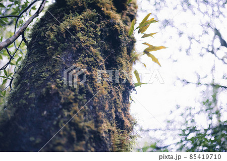 冬の屋久島の景色(もののけの森)~九州の世界自然遺産~ 冬の屋久島の景色(もののけの森)~九州の世界自然遺産~ 85419710
