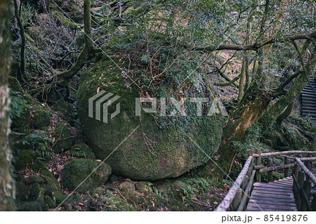 冬の屋久島の景色(もののけの森)~九州の世界自然遺産~ 冬の屋久島の景色(もののけの森)~九州の世界自然遺産~ 85419876