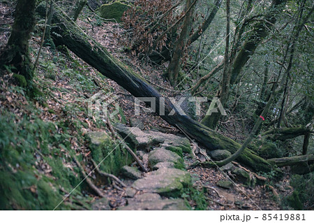 冬の屋久島の景色(もののけの森)~九州の世界自然遺産~ 85419881