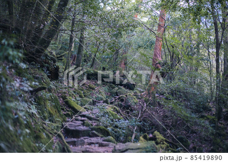 冬の屋久島の景色(もののけの森)~九州の世界自然遺産~ 冬の屋久島の景色(もののけの森)~九州の世界自然遺産~ 85419890