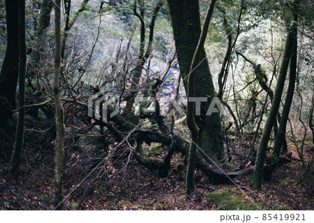 冬の屋久島の景色(もののけの森)~九州の世界自然遺産~ 冬の屋久島の景色(もののけの森)~九州の世界自然遺産~ 85419921