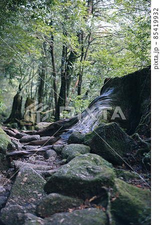 冬の屋久島の景色(もののけの森)~九州の世界自然遺産~ 85419932