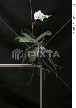 Bush phalaenopsis orchid in a pot on a dark background Bush phalaenopsis orchid in a pot on a dark background 85419971