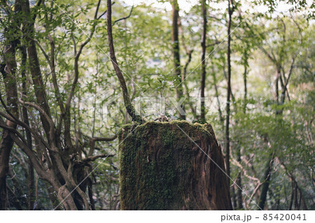 冬の屋久島の景色(もののけの森)~九州の世界自然遺産~ 85420041