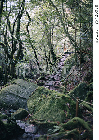 冬の屋久島の景色(もののけの森)~九州の世界自然遺産~ 85420058