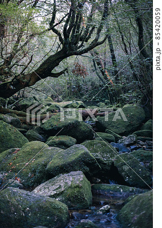 冬の屋久島の景色(もののけの森)~九州の世界自然遺産~ 85420059