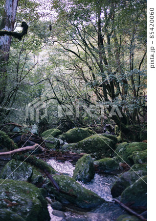冬の屋久島の景色(もののけの森)~九州の世界自然遺産~ 85420060