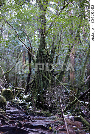 冬の屋久島の景色(もののけの森)~九州の世界自然遺産~ 冬の屋久島の景色(もののけの森)~九州の世界自然遺産~ 85420082