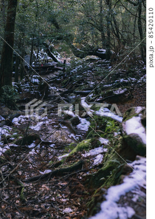冬の屋久島の景色(もののけの森)~九州の世界自然遺産~ 冬の屋久島の景色(もののけの森)~九州の世界自然遺産~ 85420110
