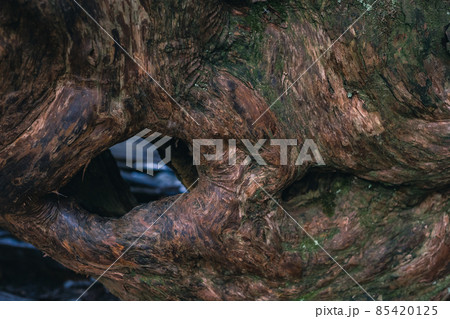 冬の屋久島の景色(もののけの森)~九州の世界自然遺産~ 85420125