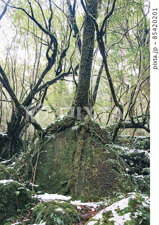 冬の屋久島の景色(もののけの森)~九州の世界自然遺産~ 冬の屋久島の景色(もののけの森)~九州の世界自然遺産~ 85420201