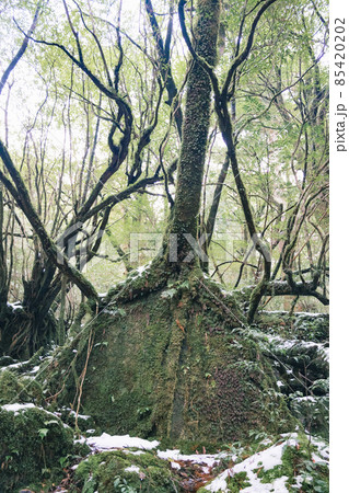 冬の屋久島の景色(もののけの森)~九州の世界自然遺産~ 冬の屋久島の景色(もののけの森)~九州の世界自然遺産~ 85420202
