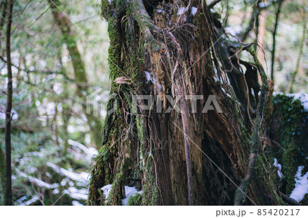 冬の屋久島の景色(もののけの森)~九州の世界自然遺産~ 85420217