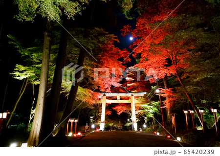 日吉大社　紅葉ライトアップと月 85420239