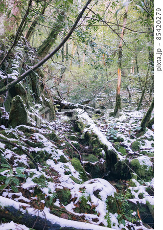 冬の屋久島の景色(もののけの森)~九州の世界自然遺産~ 85420279