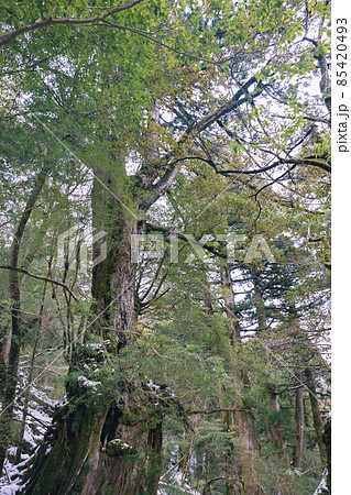 冬の屋久島の景色(もののけの森)~九州の世界自然遺産~ 85420493
