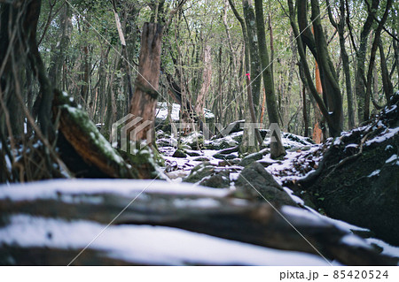 冬の屋久島の景色(もののけの森)~九州の世界自然遺産~ 85420524