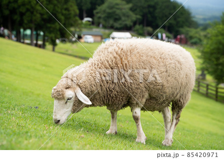 牧場の羊 85420971
