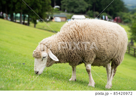 ひつじ 未 の画像素材 ピクスタ