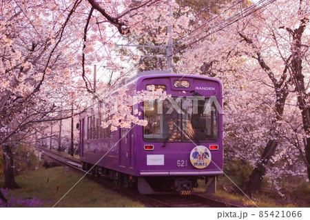 日の出前に桜のトンネルを走る嵐電 85421066