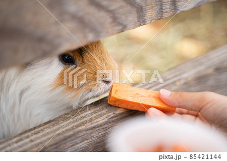 モルモットに餌を与える様子 85421144