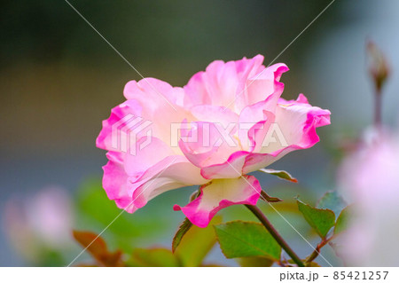 朝日に輝く薔薇の花びら。透明感のある花びらの質感。神戸市元町の山手ばら園で撮影 朝日に輝く薔薇の花びら。透明感のある花びらの質感。神戸市元町の山手ばら園で撮影 85421257