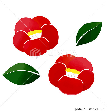 水彩画風の椿の花のイラスト 白背景 ベクター 切り抜き のイラスト素材