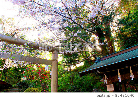 【神奈川】春の鎌倉　銭洗弁財天の鳥居と桜 85421640