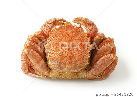 白い背景の上の毛蟹 85421820