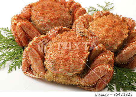 白い背景の上の毛蟹 85421825