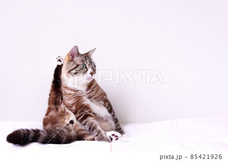 毛づくろい中に何かが気になった可愛いトラ猫のポーズ 85421926