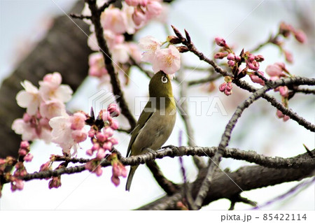 エドヒガンザクラの蜜を吸う目白 85422114
