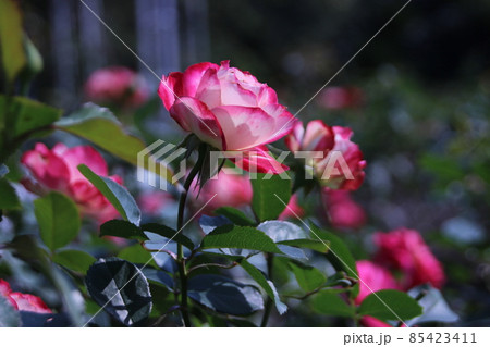 薔薇 85423411