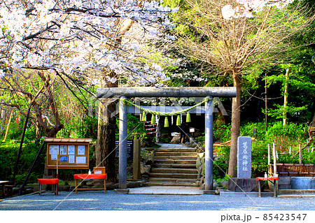【神奈川】春の鎌倉 葛原岡神社の石鳥居と満開の桜 【神奈川】春の鎌倉 葛原岡神社の石鳥居と満開の桜 85423547