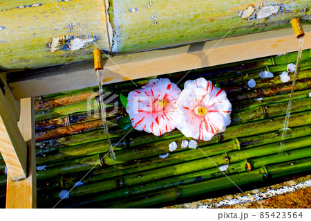【神奈川】春の鎌倉 椿が添えられた葛原岡神社の手水舎 【神奈川】春の鎌倉 椿が添えられた葛原岡神社の手水舎 85423564